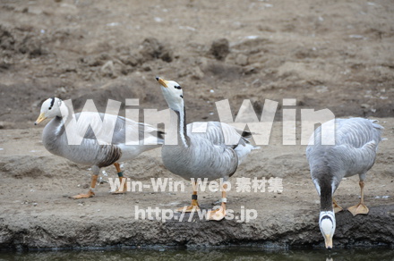 水辺の鳥の写真素材 W-009226