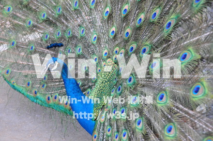 孔雀の写真素材 W-009148