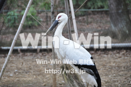 水辺の鳥の写真素材 W-009225