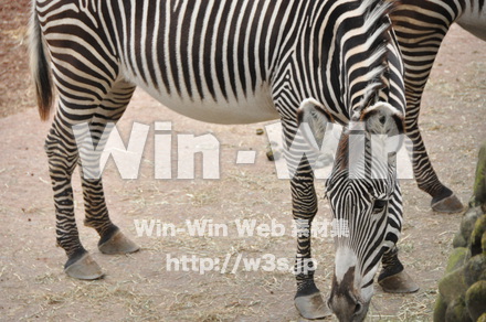 シマウマの写真素材 W-009622