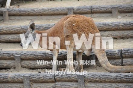 カンガルーの写真素材 W-009580