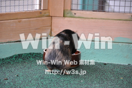 モルモットの写真素材 W-009659