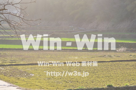 お米の写真素材 W-008286