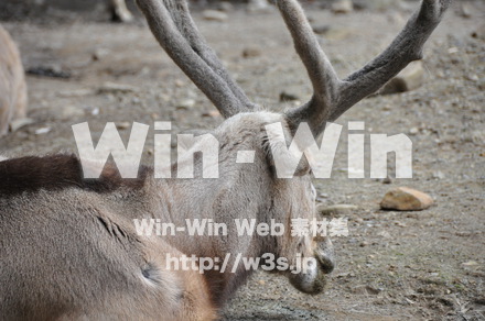 シカの写真素材 W-009645