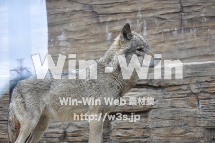 オオカミの写真素材 W-009651