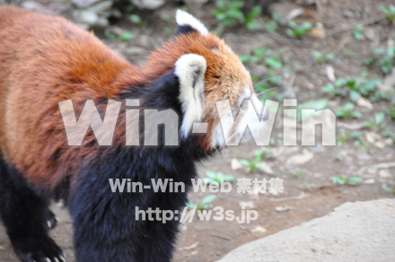 レッサーパンダの写真素材 W-009327