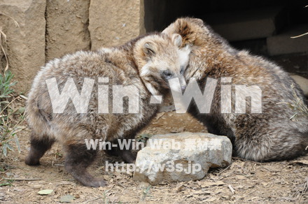 たぬきの写真素材 W-009617