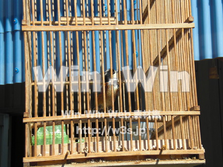 水辺の鳥の写真素材 W-009249