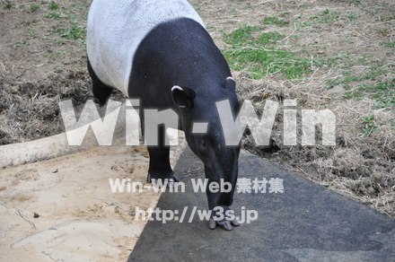 バクの写真素材 W-009654