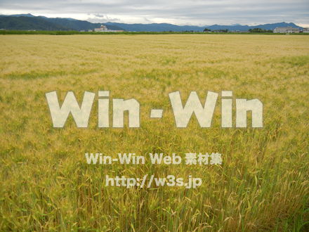 お米の写真素材 W-008271