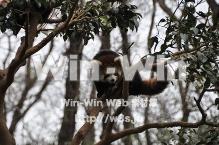 レッサーパンダの写真素材 W-009319