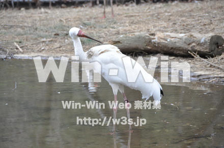 水辺の鳥の写真素材 W-009224