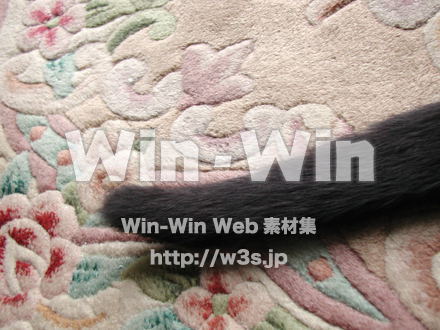 猫の写真素材 W-009132