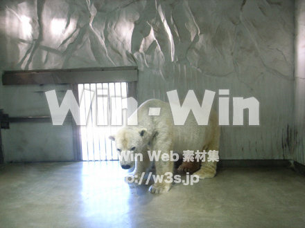 白熊の写真素材 W-009666