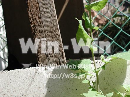 猫の写真素材 W-009141