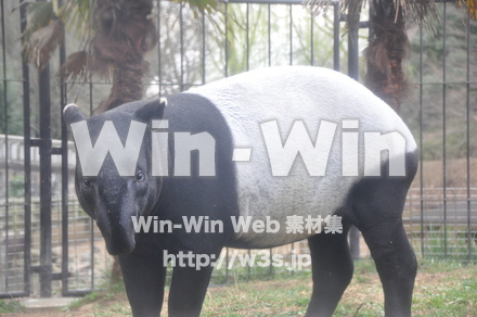 バクの写真素材 W-009655