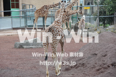 キリンの写真素材 W-009628