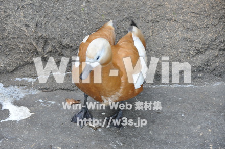 アカツクシガモの写真素材 W-009154