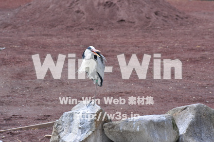 水辺の鳥の写真素材 W-009228