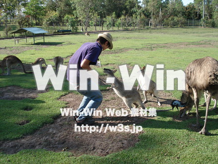 カンガルーの写真素材 W-009587