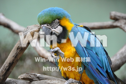 インコの写真素材 W-009297