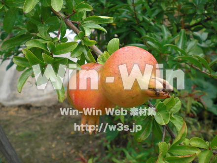 ざくろの写真素材 W-008264