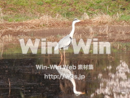 水辺の鳥の写真素材 W-009248