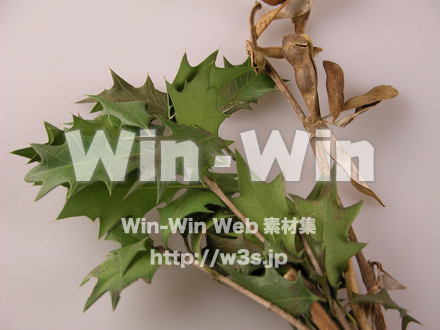 節分の写真素材 W-008425