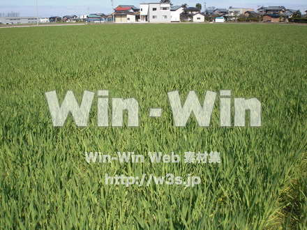 お米の写真素材 W-008284