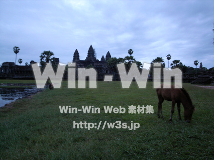 馬の写真素材 W-009610