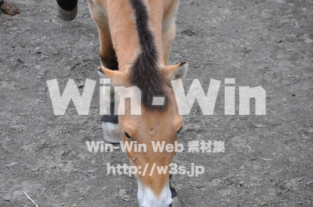 モウコノウマの写真素材 W-009609