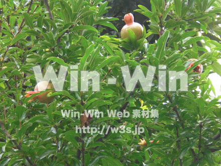 ざくろの写真素材 W-008263