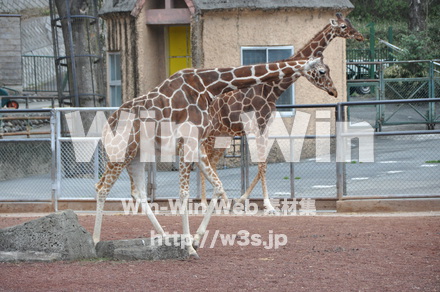 キリンの写真素材 W-009629