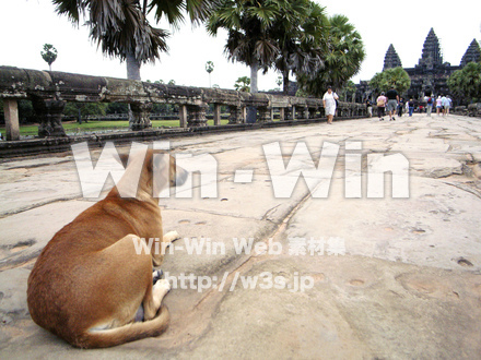 犬の写真素材 W-009108