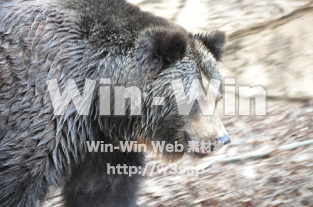 ヒグマの写真素材 W-009664