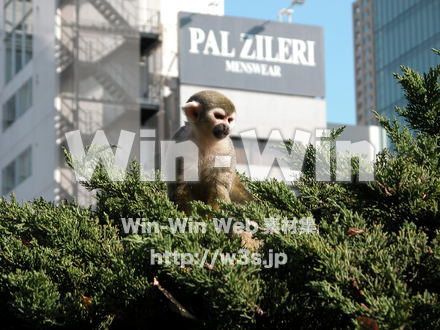 サルの写真素材 W-009578