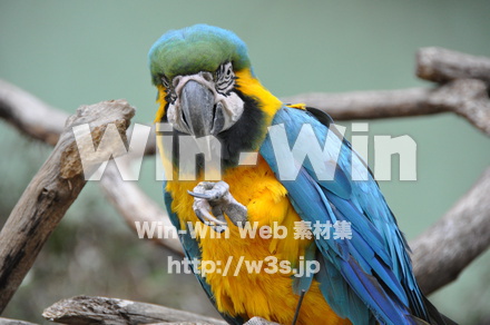 インコの写真素材 W-009298