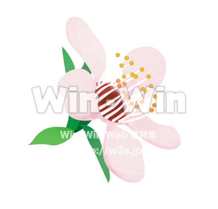 マヌカのCG・イラスト素材 W-009887