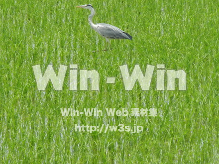 ツルの写真素材 W-009316