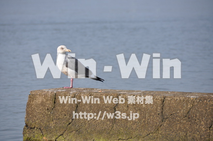 水辺の鳥の写真素材 W-009214