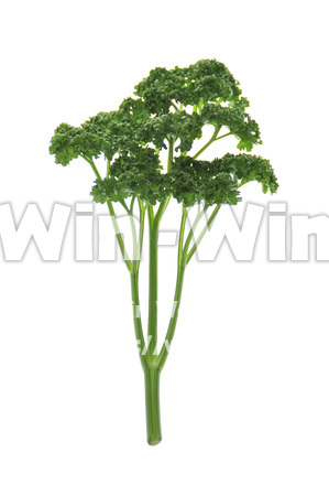 パセリの写真素材 W-009690