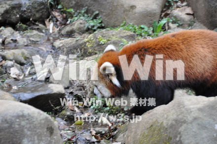 レッサーパンダの写真素材 W-009325