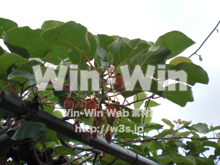 キウイの写真素材 W-008253