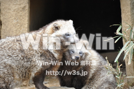 たぬきの写真素材 W-009614