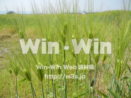 お米の写真素材 W-008282