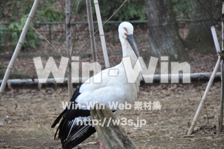 水辺の鳥の写真素材 W-009218