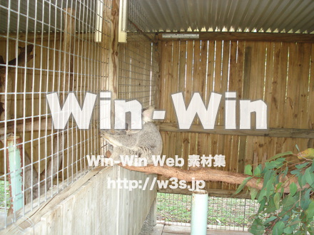 コアラの写真素材 W-009601
