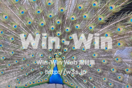 孔雀の写真素材 W-009145