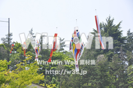 鯉のぼりの写真素材 W-009363