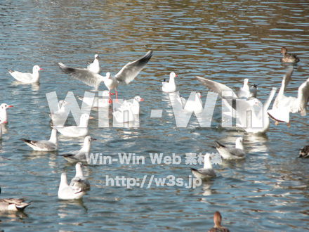 水辺の鳥の写真素材 W-009215